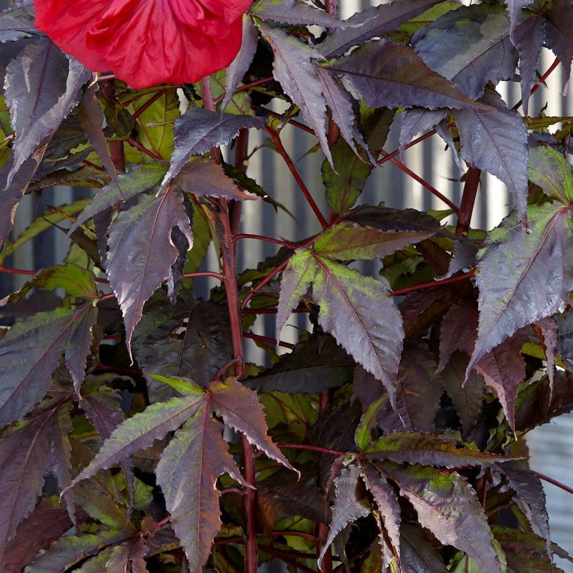 Hibiscus moscheutos Red Wine - Moerashibiscus (Blad)