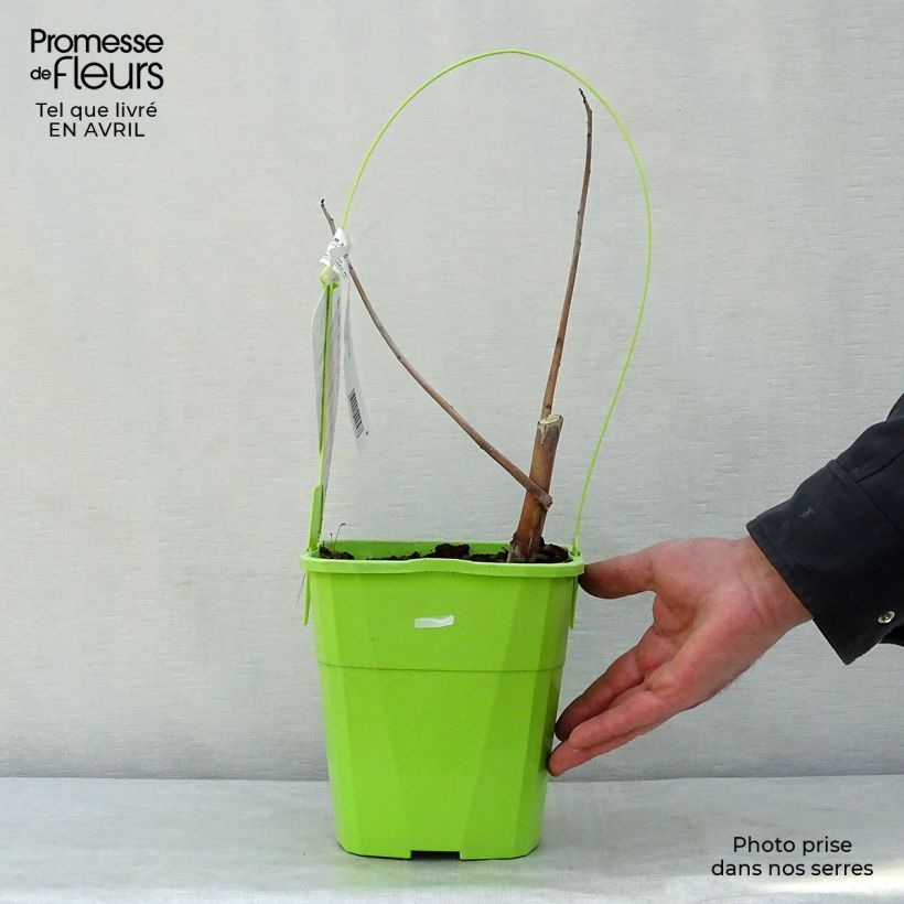 Exemplaar van Hibiscus moscheutos Red Wine - Moerashibiscus Pot van 4 l/5 l zoals geleverd in de lente