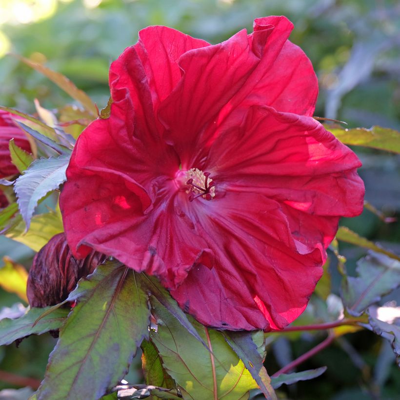 Hibiscus moscheutos Red Wine - Moerashibiscus (Bloei)