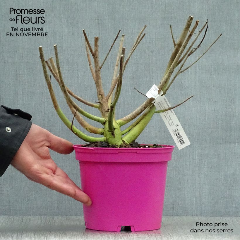 Exemplaar van Hibiscus moscheutos Roze - Moerashibiscus Pot van 2 l/3 l zoals geleverd in de herfst