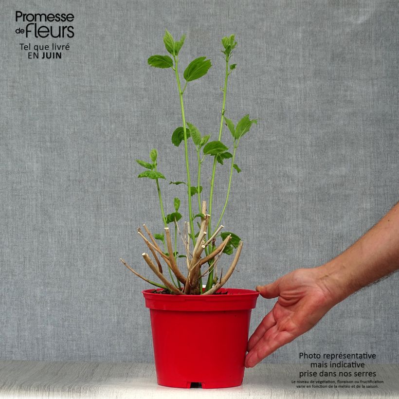 Exemplaar van Hibiscus moscheutos Rood - Moerashibiscus Pot van 2 l/3 l zoals geleverd in de zomer