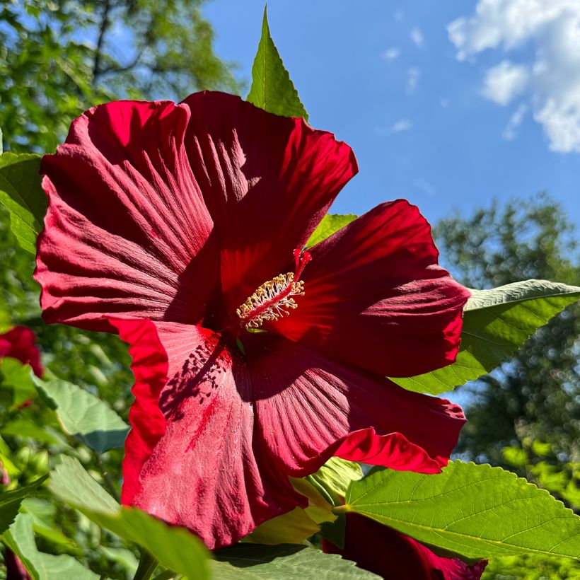 Hibiscus moscheutos Rood - Moerashibiscus (Bloei)