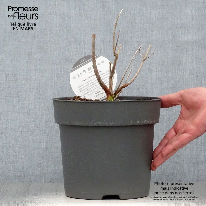 Exemplaar van Hibiscus moscheutos Summerific Berry Awesome - Moerashibiscus Pot van 3 l/4 l zoals geleverd in de lente