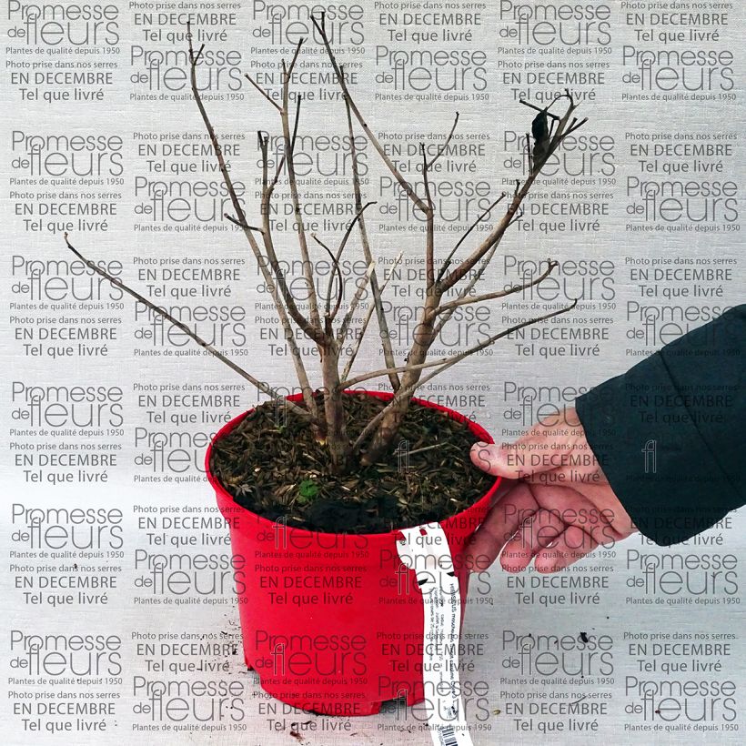 Voorbeeld van een exemplaar van Hibiscus moscheutos Sweet Caroline - Moerashibiscus Pot van 2 l/3 l zoals geleverd