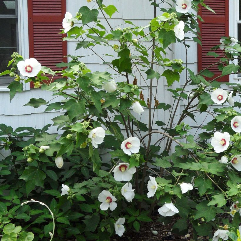 Hibiscus paramutabilis (Groeiplaats)
