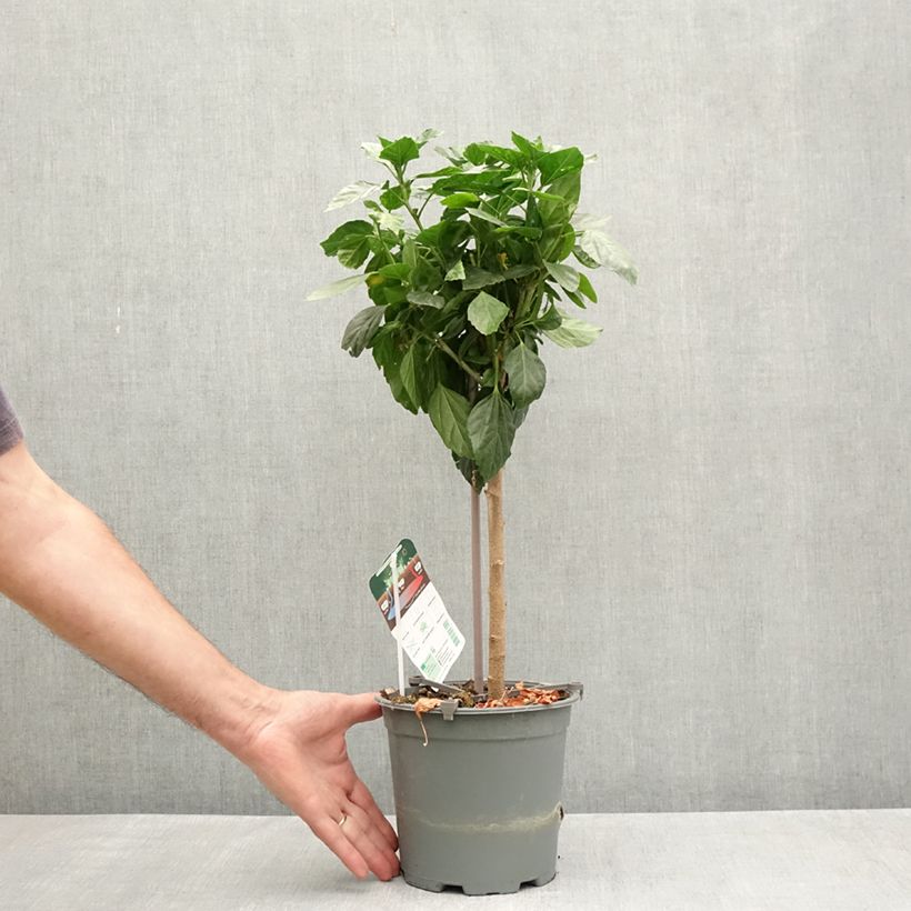 Exemplaar van Hibiscus Sunny Cities Premiere Rood - Chinese roos Pot van 2 l/3 l zoals geleverd in de lente