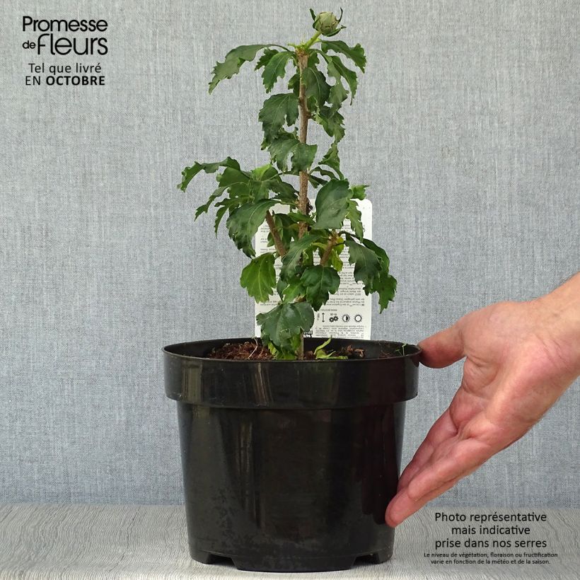Exemplaar van Hibiscus syriacus Azurii - Tuinhibiscus Pot van 2 l/3 l zoals geleverd in de herfst