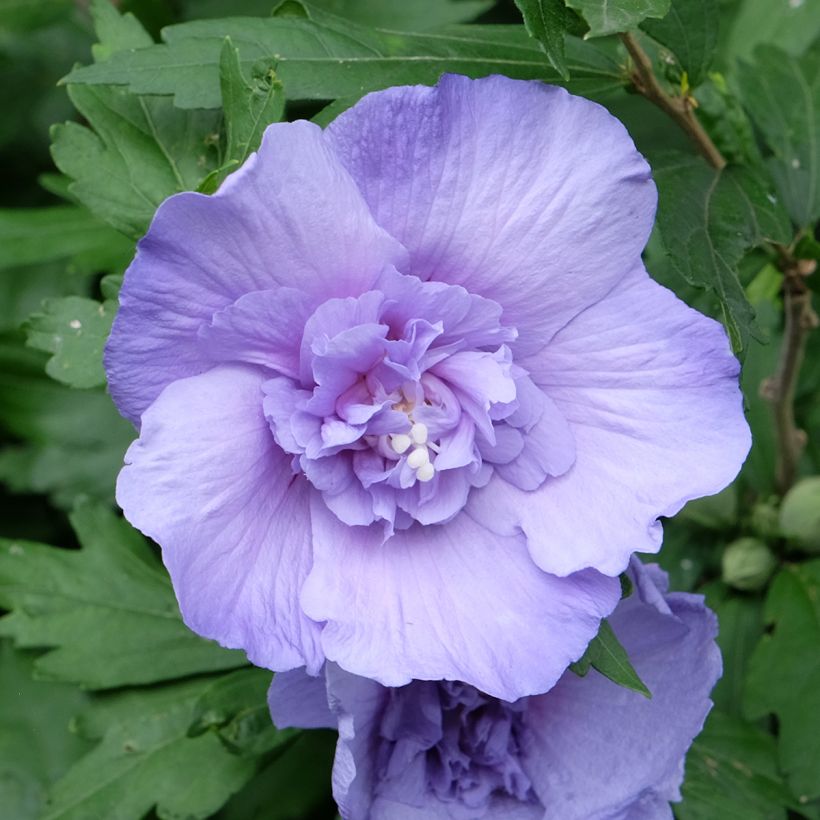 Hibiscus syriacus Blue Chiffon - Tuinhibiscus (Flowering)