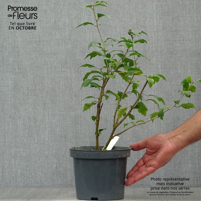 Exemplaar van Hibiscus syriacus Blue Chiffon - Tuinhibiscus Pot van 2 l/3 l zoals geleverd in de herfst