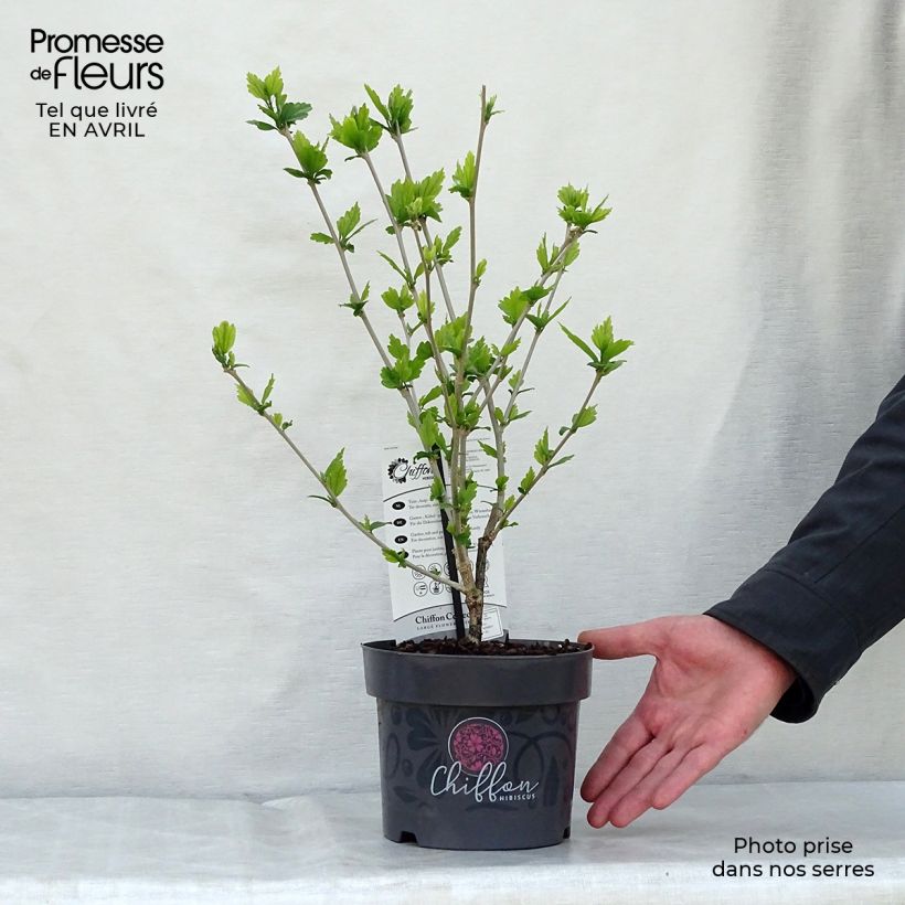 Example of Hibiscus syriacus Blue Chiffon - Tuinhibiscus Pot van 2 l/3 l as you get in printemps