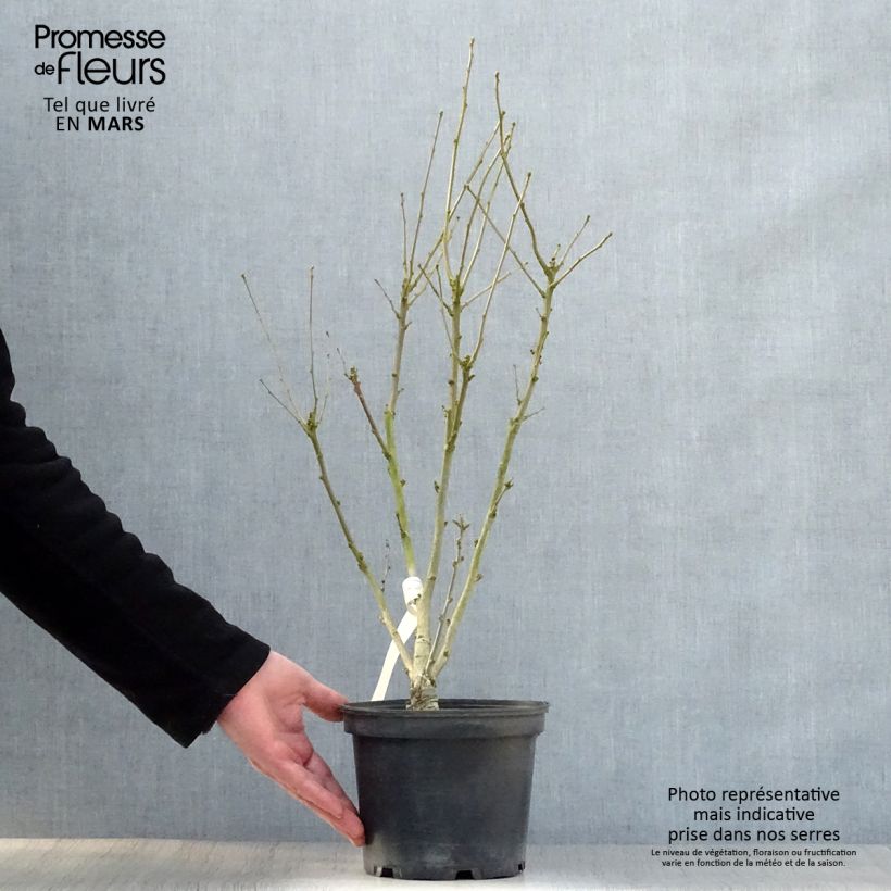 Example of Hibiscus syriacus Duc de Brabant - Tuinhibiscus Pot van 3 l/4 l as you get in printemps