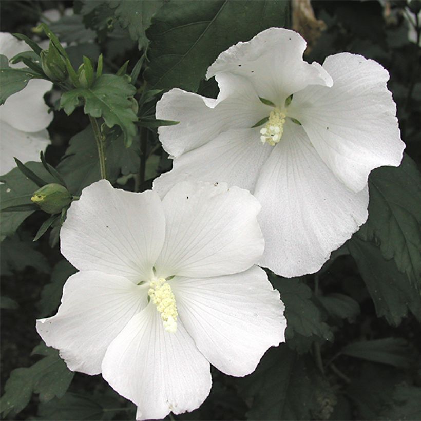Hibiscus syriacus Eléonore - Tuinhibiscus (Bloei)