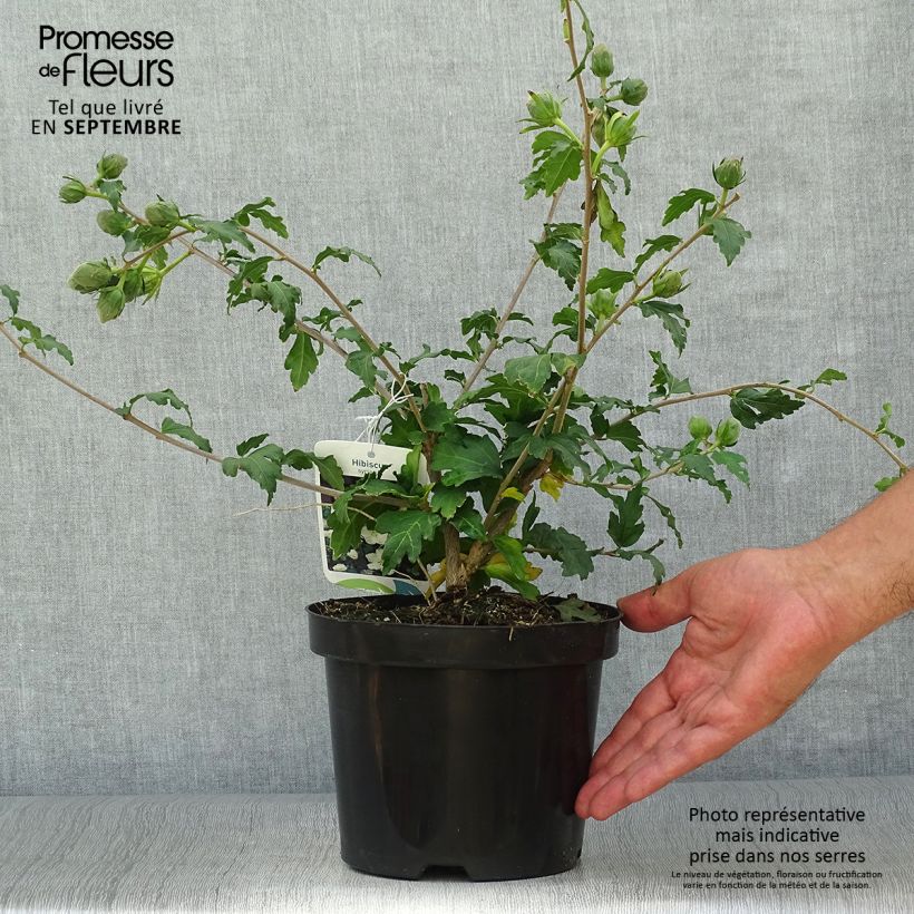 Exemplaar van Hibiscus syriacus Eléonore - Tuinhibiscus Pot van 2 l/3 l zoals geleverd in de herfst