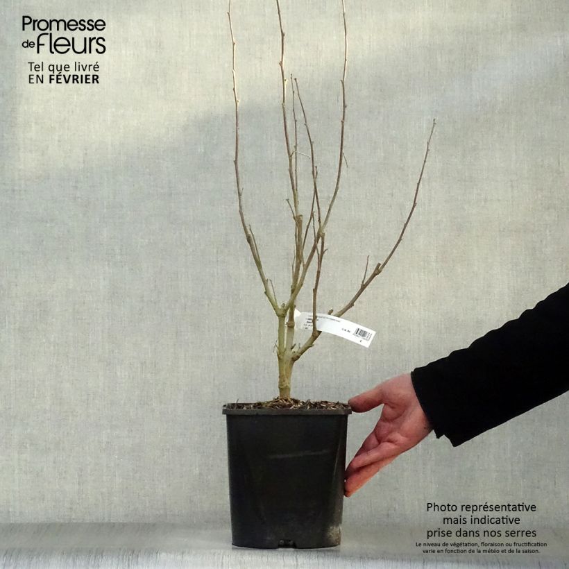 Exemplaar van Hibiscus syriacus Eléonore - Tuinhibiscus Pot van 2 l/3 l zoals geleverd in de winter