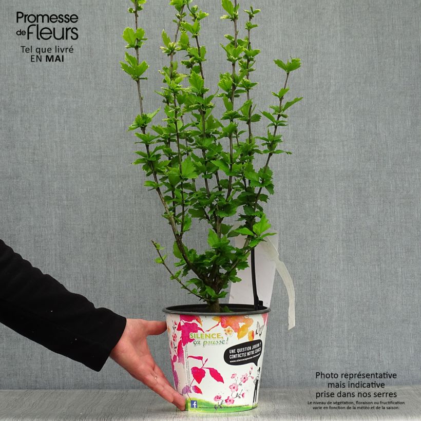 Exemplaar van Hibiscus syriacus Eruption - Tuinhibiscus Pot van 4 l/5 l zoals geleverd in de lente