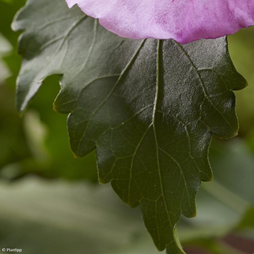 Hibiscus syriacus Flower Tower Purple - Tuinhibiscus (Blad)