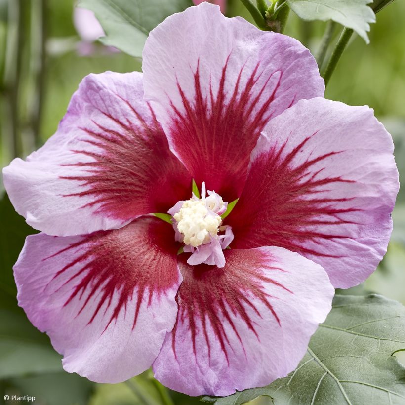 Hibiscus syriacus Flower Tower Purple - Tuinhibiscus (Bloei)