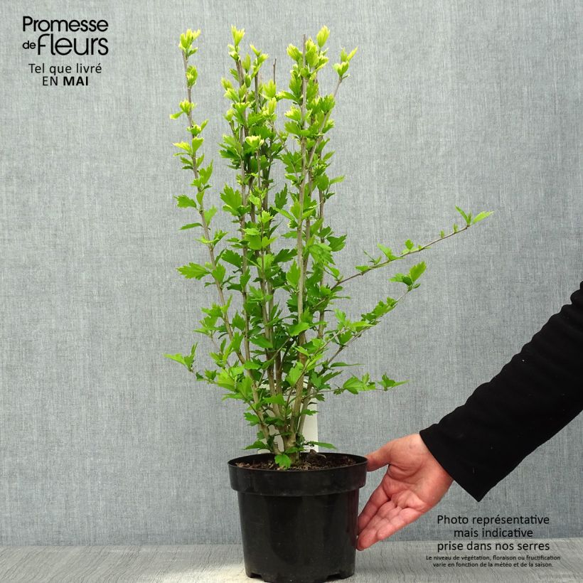 Exemplaar van Hibiscus syriacus Flower Tower Ruby - Tuinhibiscus Pot van 2 l/3 l zoals geleverd in de lente