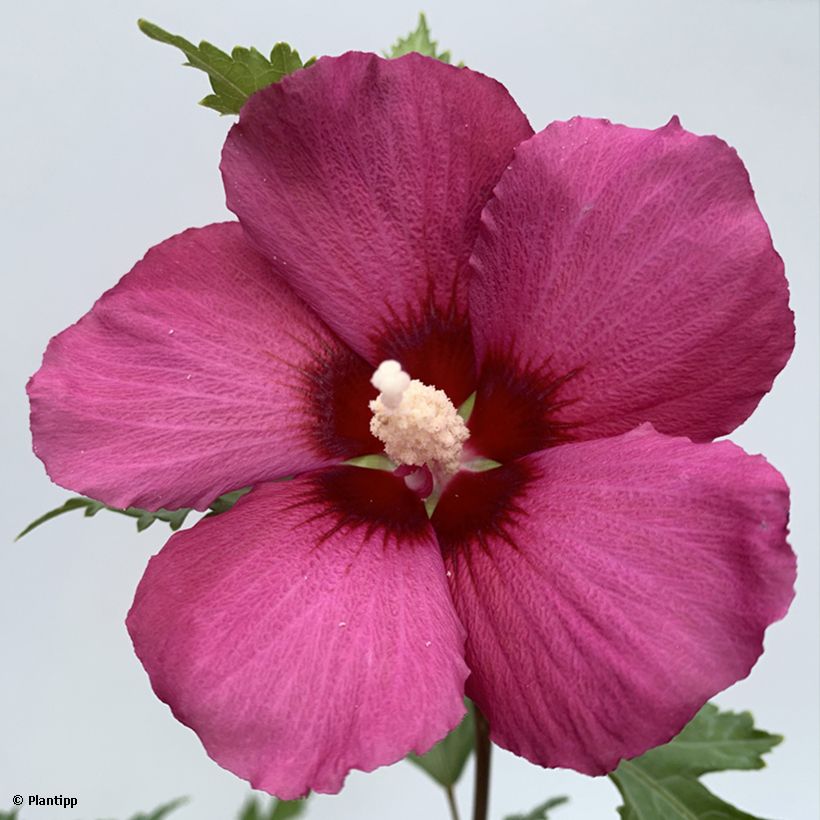 Hibiscus syriacus Flower Tower Ruby - Tuinhibiscus (Bloei)
