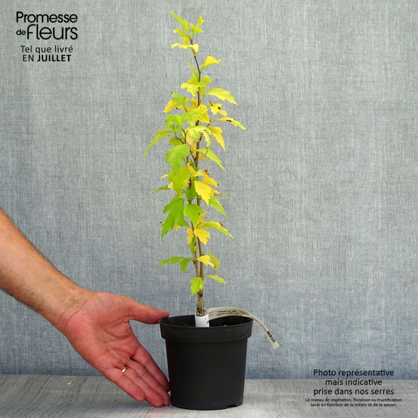 Exemplaar van Hibiscus syriacus Flower Tower Wit - Tuinhibiscus Pot van 1,5 l/2 l zoals geleverd in de zomer