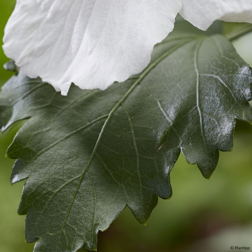 Hibiscus syriacus Flower Tower Wit - Tuinhibiscus (Foliage)