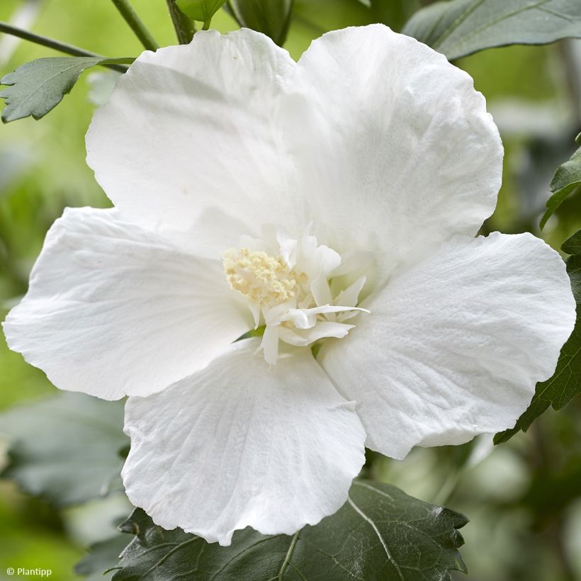 Hibiscus syriacus Flower Tower Wit - Tuinhibiscus (Flowering)