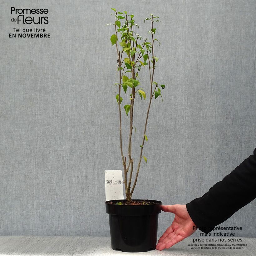 Exemplaar van Hibiscus syriacus Freedom - Tuinhibiscus Pot van 3 l/4 l zoals geleverd in de herfst