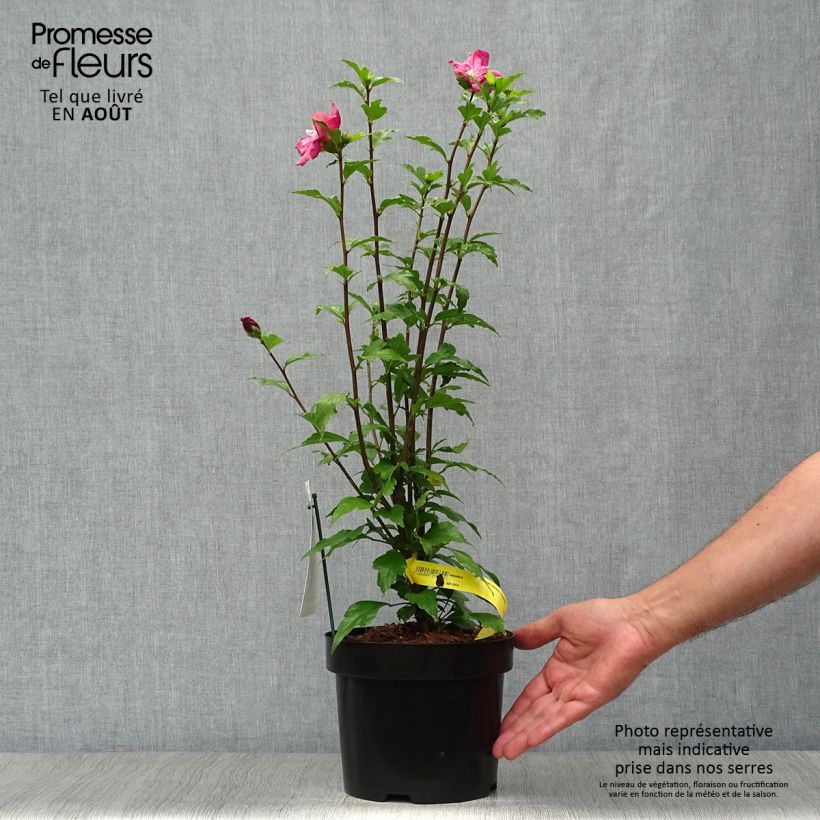 Exemplaar van Hibiscus syriacus Freedom - Tuinhibiscus Pot van 3 l/4 l zoals geleverd in de zomer