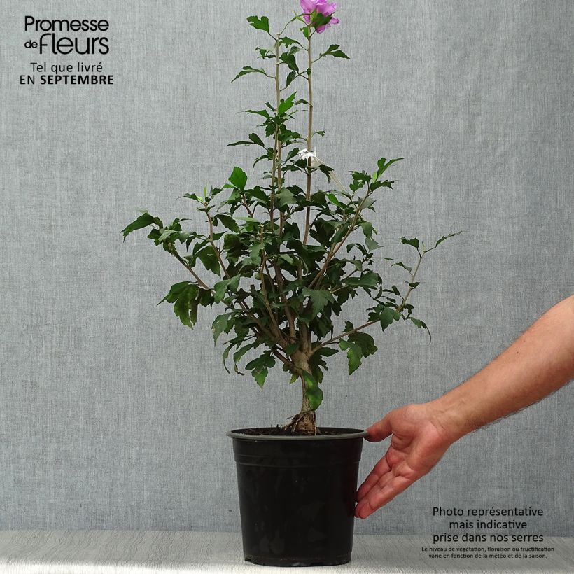 Exemplaar van Hibiscus syriacus French Cabaret Purple - Tuinhibiscus Pot van 3 l/4 l zoals geleverd in de herfst