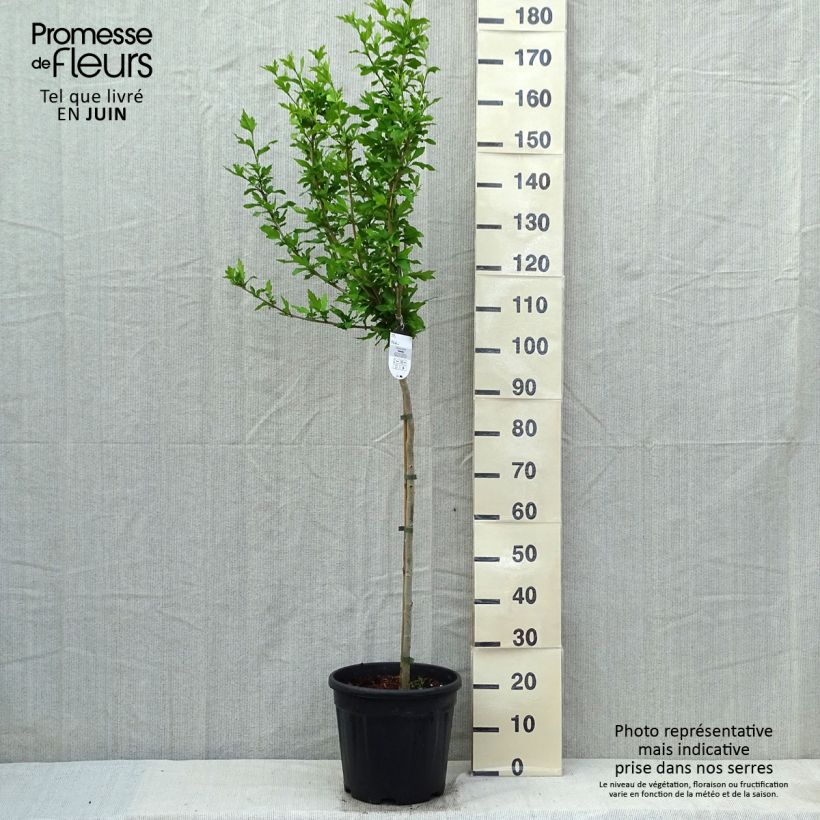 Exemplaar van Hibiscus syriacus Hamabo - Tuinhibiscus Pot van 7,5 l/10 l, Half-hoge stam zoals geleverd in de lente