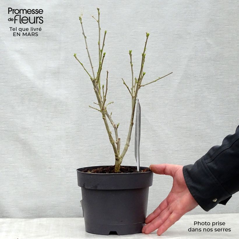 Exemplaar van Hibiscus syriacus Hamabo - Tuinhibiscus Pot van 3 l/4 l zoals geleverd in de lente