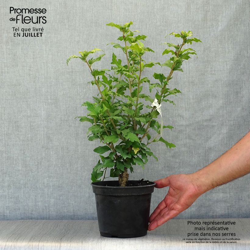 Exemplaar van Hibiscus syriacus Hamabo - Tuinhibiscus Pot van 3 l/4 l zoals geleverd in de zomer