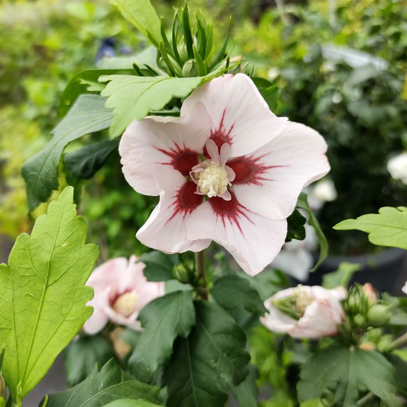Hibiscus syriacus Hamabo - Tuinhibiscus (Bloei)