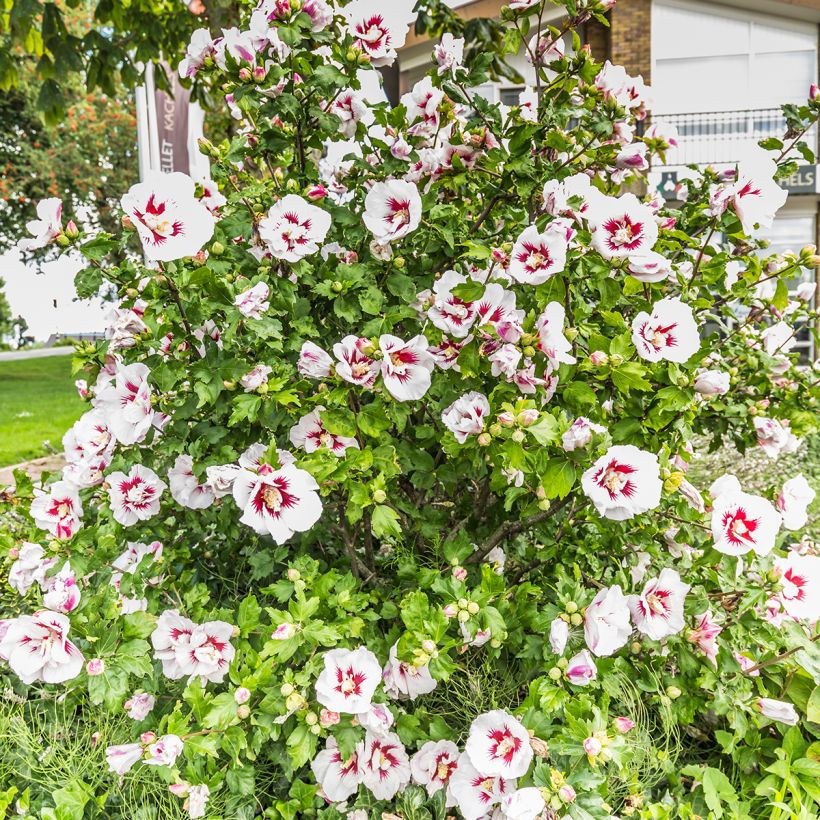 Hibiscus syriacus Hamabo - Tuinhibiscus (Groeiplaats)