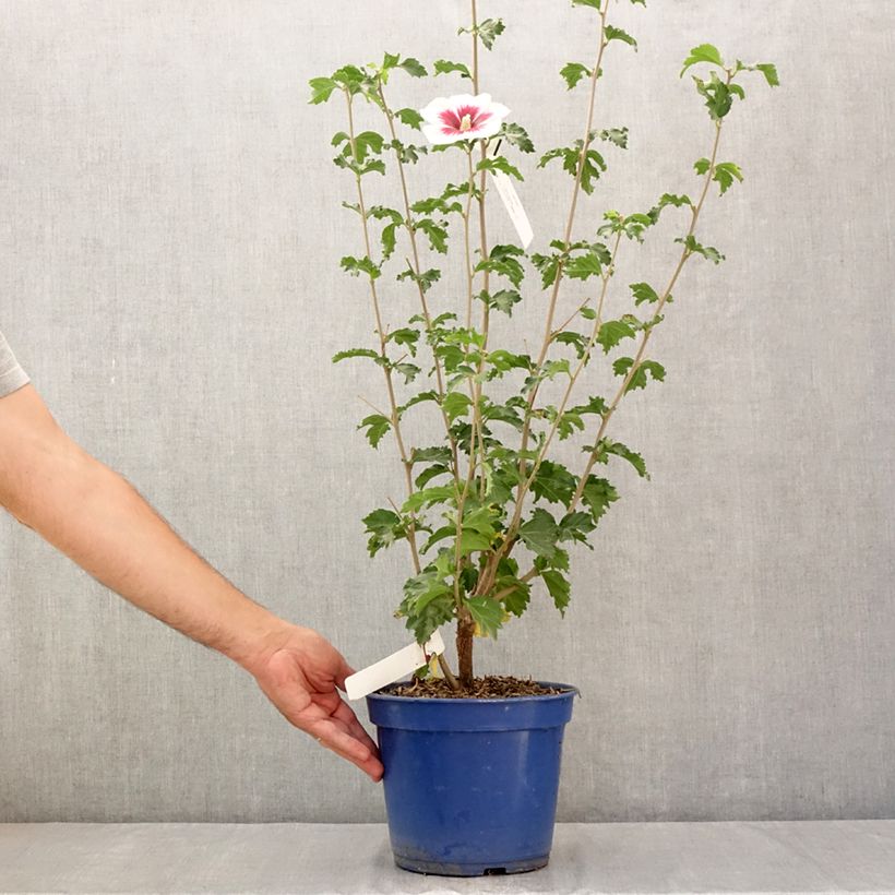 Exemplaar van Hibiscus syriacus Blanco - Tuinhibiscus Pot van 3 l/4 l zoals geleverd in de zomer