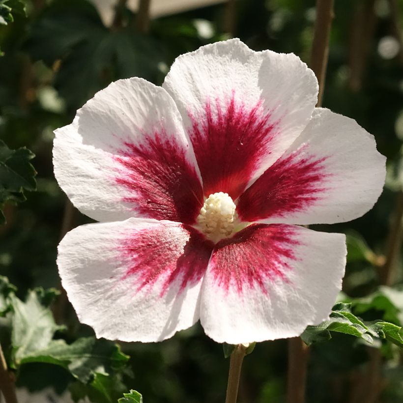 Hibiscus syriacus Blanco - Tuinhibiscus (Bloei)