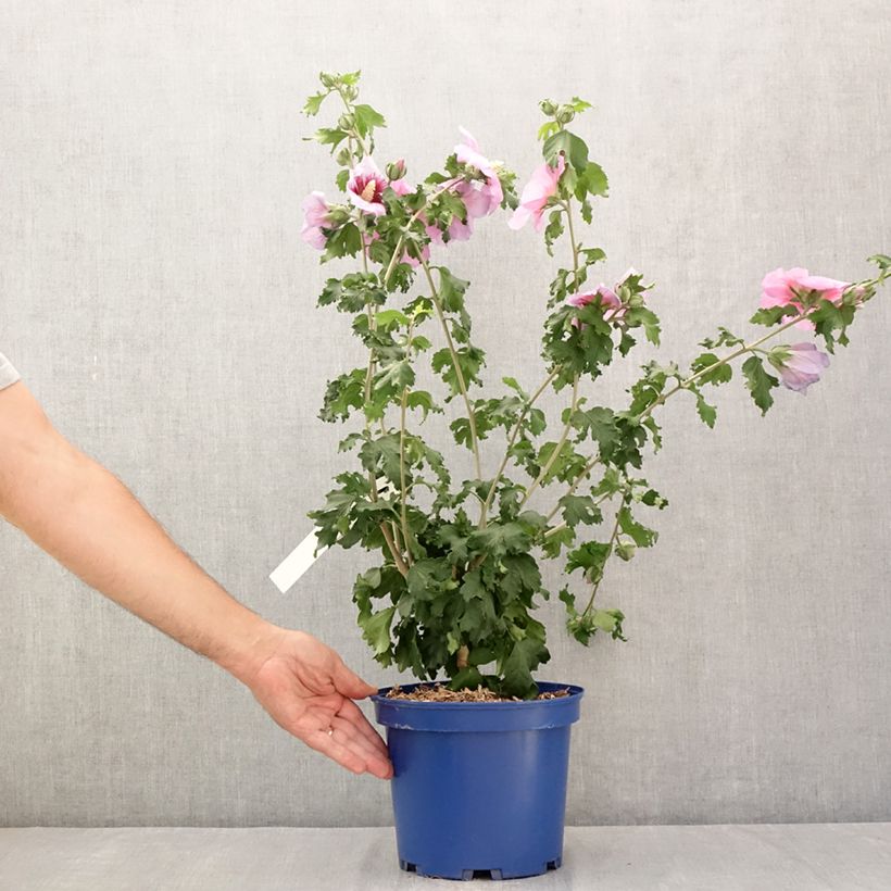Exemplaar van Hibiscus syriacus Hibisa Cocktail - Tuinhibiscus Pot van 3 l/4 l zoals geleverd in de zomer
