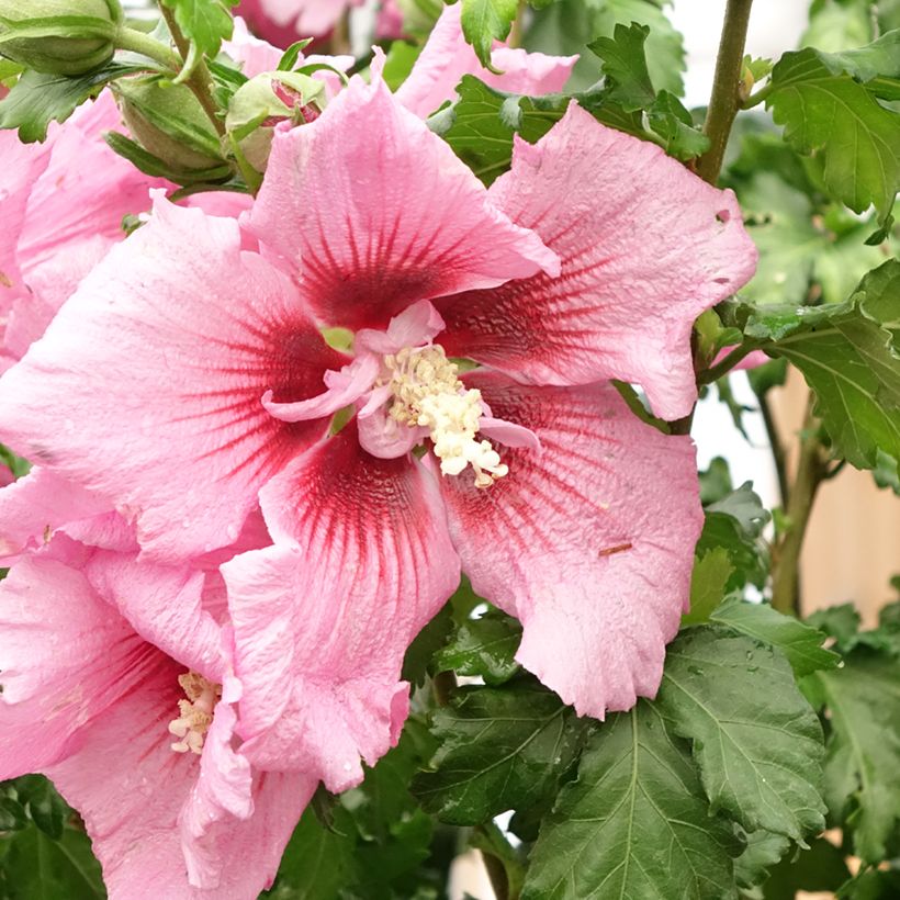 Hibiscus syriacus Hibisa Rosada - Tuinhibiscus (Bloei)
