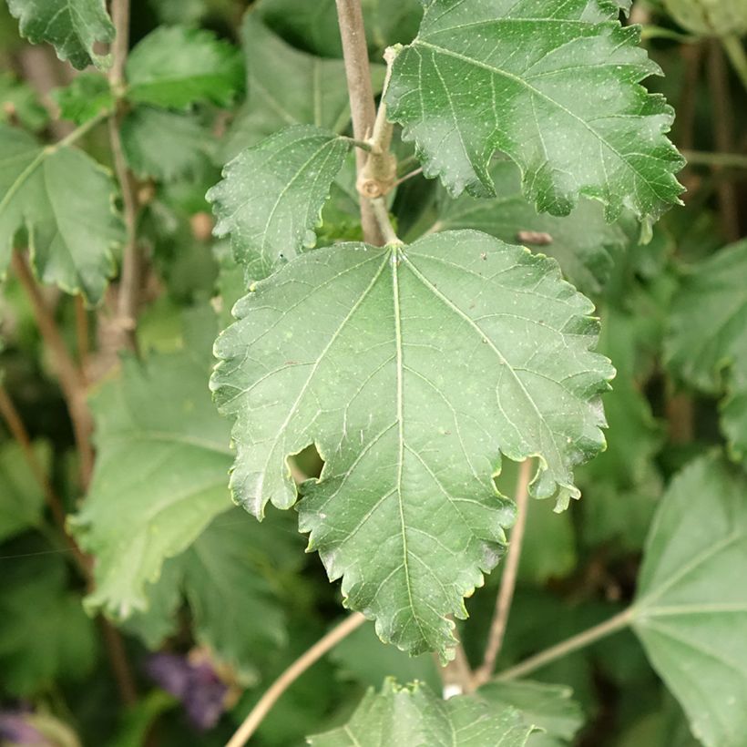 Hibiscus syriacus Sangria - Tuinhibiscus (Blad)
