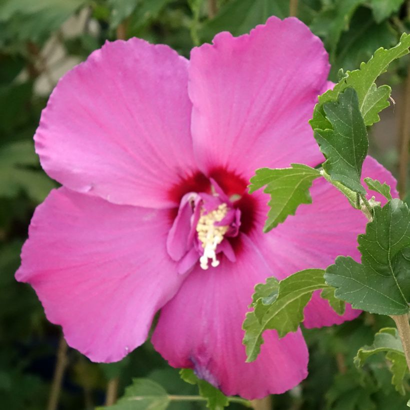Hibiscus syriacus Sangria - Tuinhibiscus (Bloei)