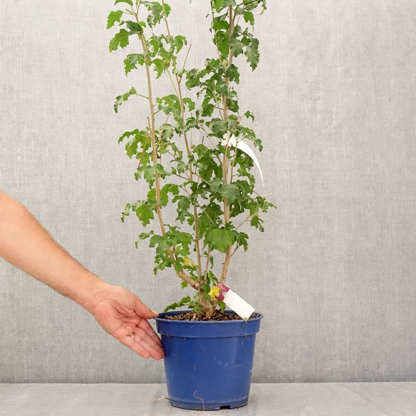 Exemplaar van Hibiscus syriacus Sangria - Tuinhibiscus Pot van 3 l/4 l zoals geleverd in de zomer