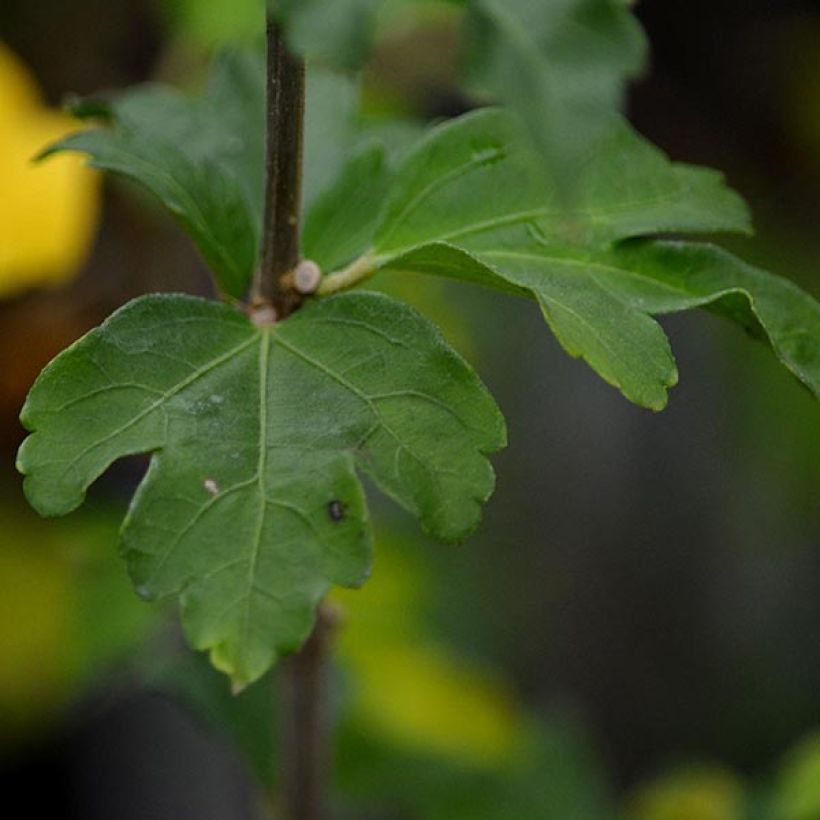 Hibiscus syriacus Lady Stanley - Tuinhibiscus (Blad)