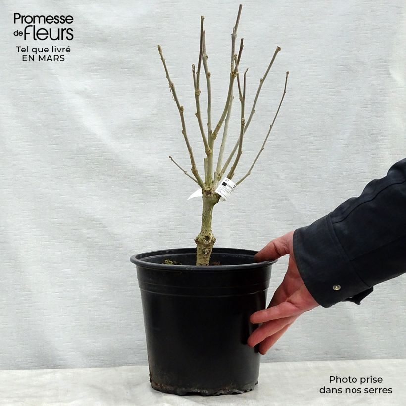 Example of Hibiscus syriacus Lavender Chiffon - Tuinhibiscus Pot van 3 l/4 l as you get in printemps