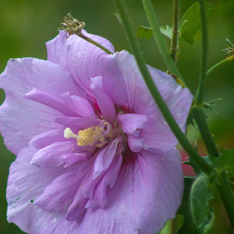Hibiscus syriacus Lavender Chiffon - Tuinhibiscus (Flowering)