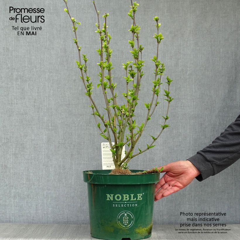 Example of Hibiscus syriacus Lavender Chiffon - Tuinhibiscus Pot van 6 l/7 l as you get in printemps