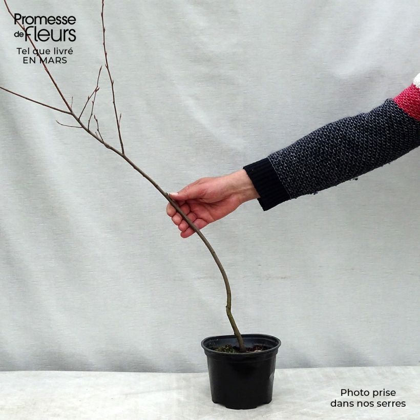 Example of Hibiscus syriacus Leopoldii - Tuinhibiscus Pot van 2 l/3 l as you get in printemps