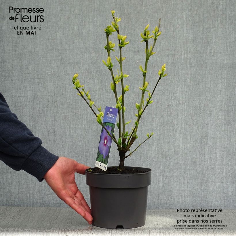 Example of Hibiscus syriacus Oiseau Bleu - Tuinhibiscus Pot van 2 l/3 l as you get in printemps