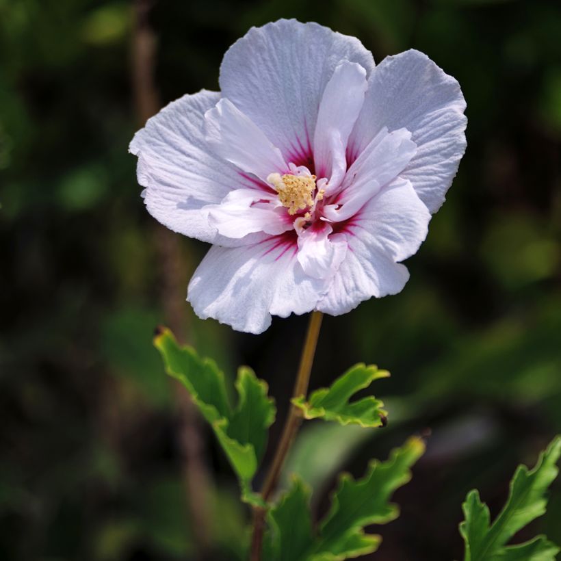 Hibiscus syriacus Pink Chiffon - Tuinhibiscus (Bloei)