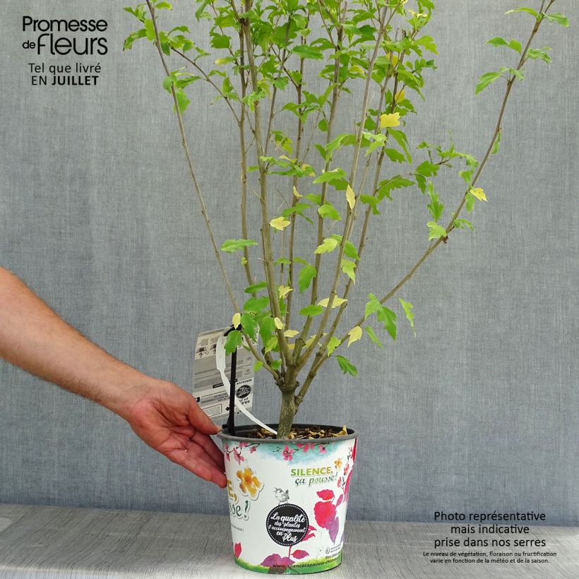 Exemplaar van Hibiscus syriacus Pinky Spot - Tuinhibiscus Pot van 4 l/5 l zoals geleverd in de zomer