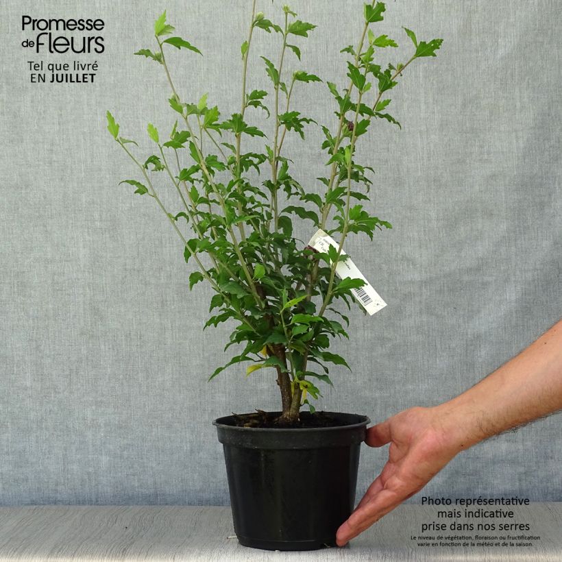 Exemplaar van Hibiscus syriacus Purple Ruffles - Tuinhibiscus Pot van 3 l/4 l zoals geleverd in de zomer
